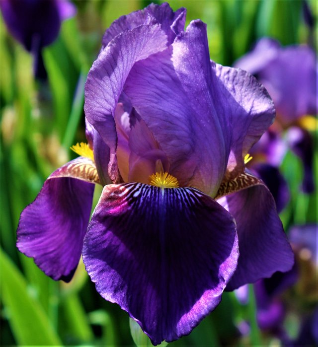 iris blue (5).jpg