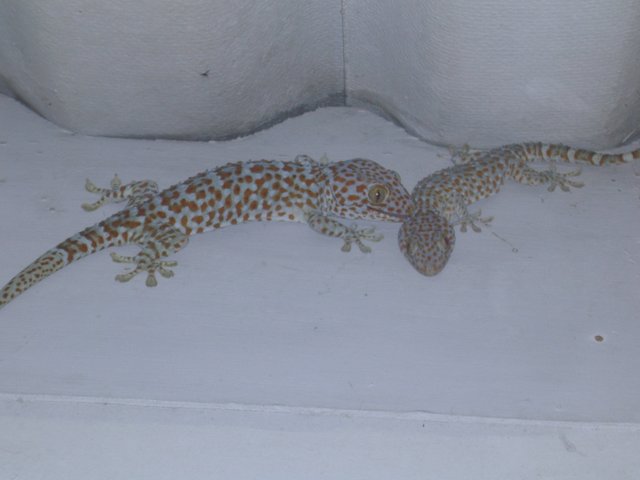 Gecko 02.JPG