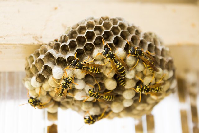 wasp-nest-335984_1280.jpg