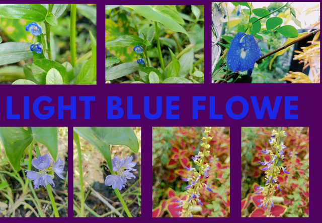 Light blue Flowe.png
