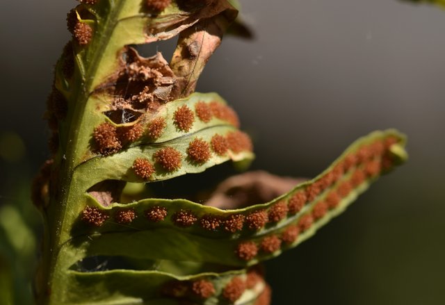 fern spores macro 2.jpg