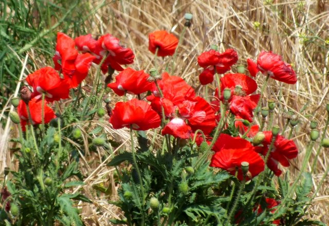 0868-Poppies.JPG