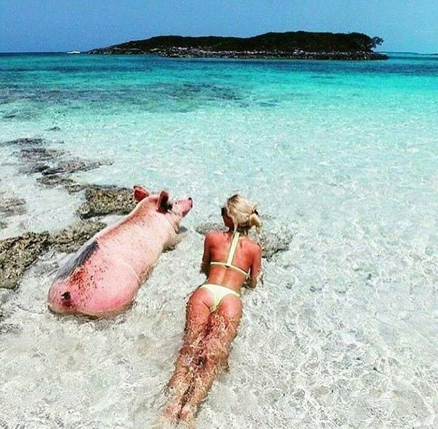 bahamas-beach-for-pigs-and-people.jpg