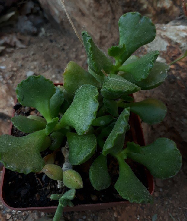 adromischus.jpg