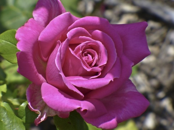 rose_pink_flower_264359.jpg