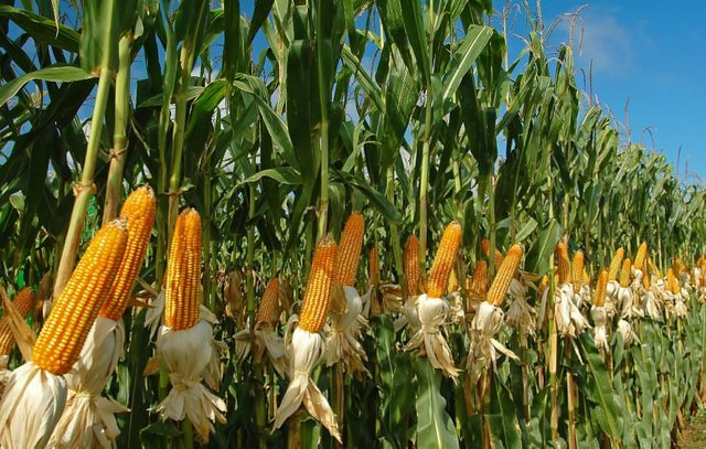Corn-farm-pictures (1).jpg