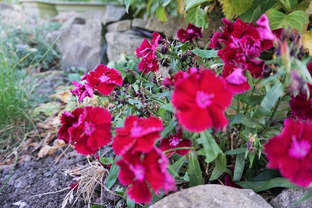 Garden Flowers at the Rockery.JPG