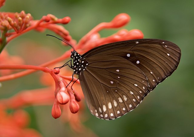 butterfly-g0c0aa111e_1280.jpg