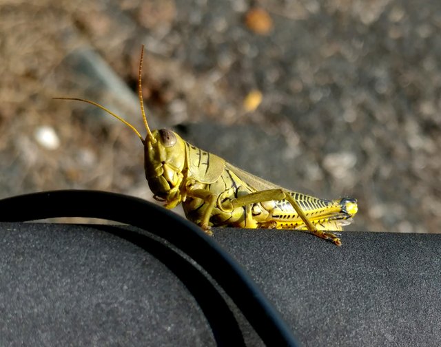 grasshopper1ok.jpg