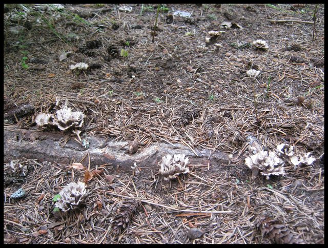 interesting colony of brown and white ruffled fungus on forest floor.JPG