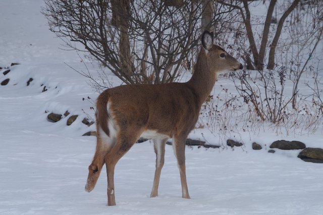 animal Sunday deer 6.jpg