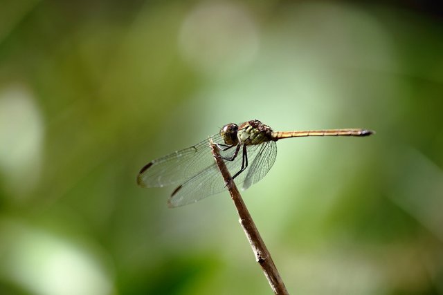 4997553101-dragon-fly (FILEminimizer).jpg