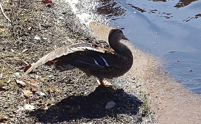 duck,ducks,goose-2.jpg