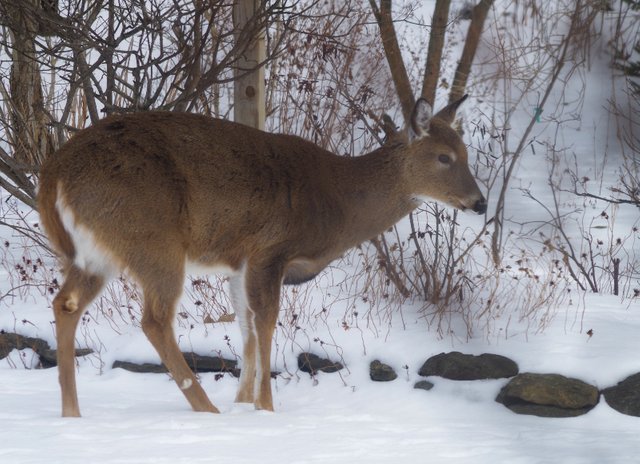 animal Sunday deer 8.jpg