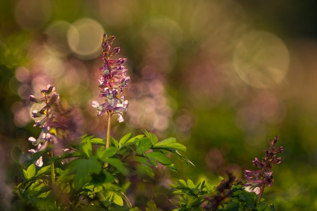 Hohler Lerchensporn (Corydalis cava)_1608-BF.jpg