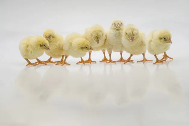 closeup-shot-cute-baby-chicks-white-surface_181624-35248.webp