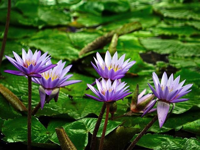 water-lilies-374759_640.jpg