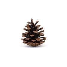 pinecones.jpg