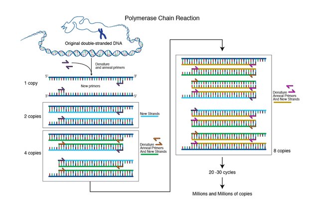 polymerase_chain_reaction.jpg