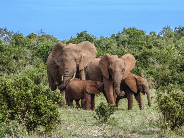 elephant-family-2776148_1280.jpg