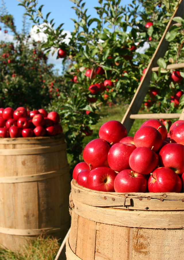 Red Green Photo Modern Apple Picking Harvest Fall Festival Poster.png