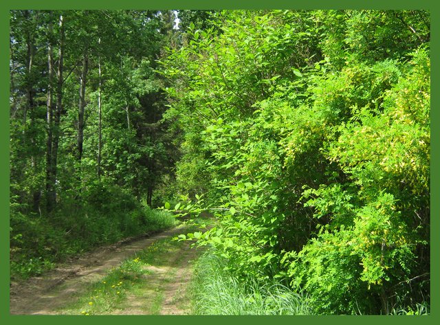 caragana in bloom brightens lane.JPG