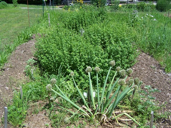 New Herb - Row 7, perennial onion, oregano crop June 2019.jpg