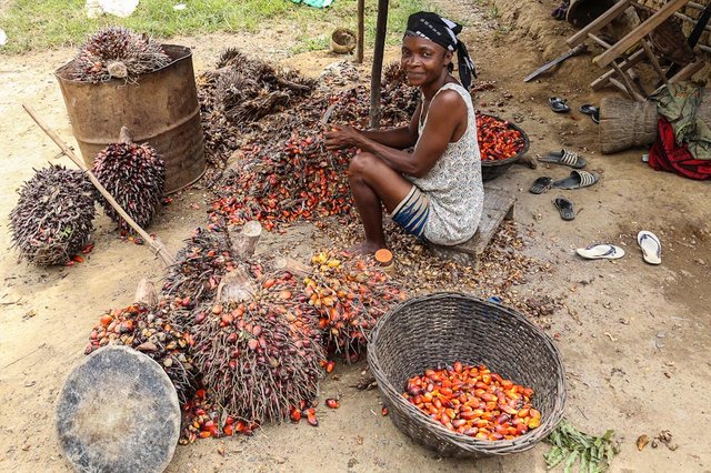 Liberia_oil_palm.jpg
