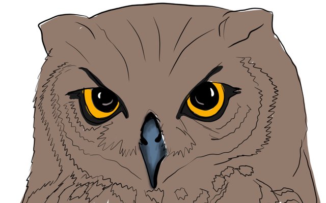 owl face(349).jpg