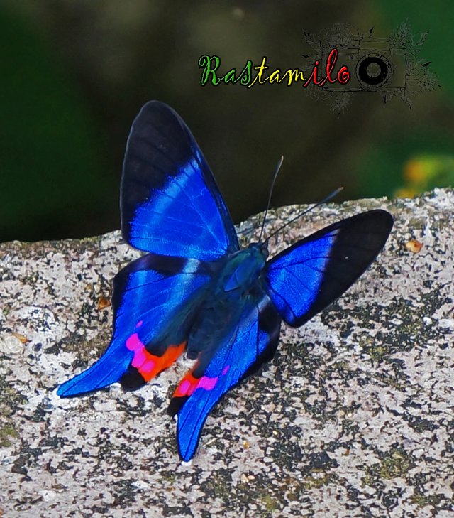 mariposa azul y rosa.jpg