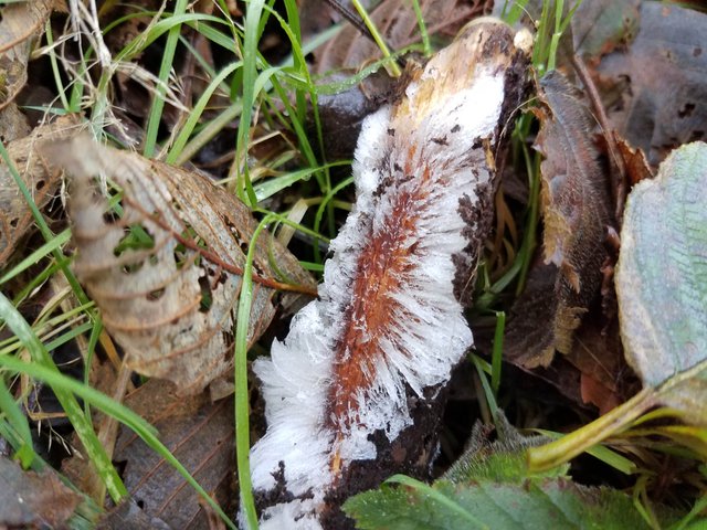 frost-flower.jpg