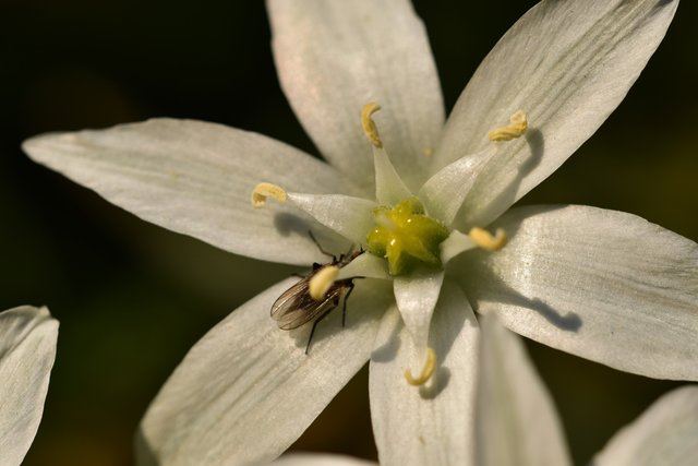 star of bethlehem white flower 2.jpg