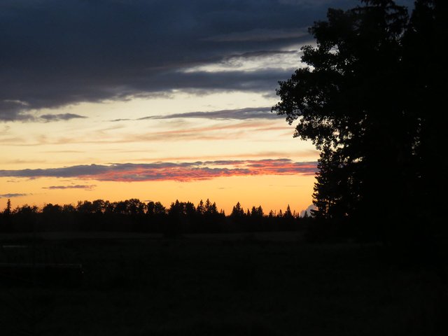 beautiful sunset over the spruce silloquettes.JPG