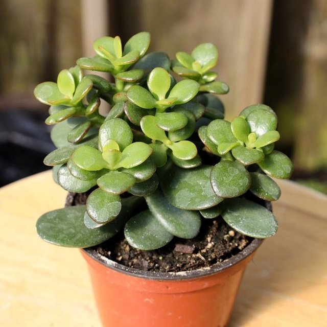 mini-leaf-jade-plants-29150187651114.jpg