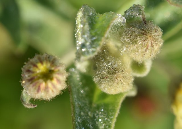 hairy flower buds waterdrops 1.jpg
