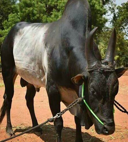 buying-selling-kangeyam-cow-2.jpg