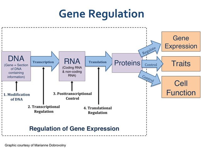 Gene+Regulation.jpg