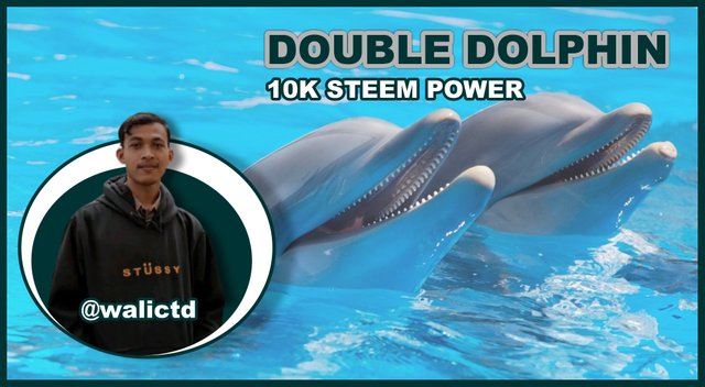 Double Dolphin.jpg