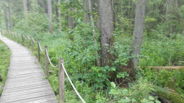IMG_20210711_162336.jpg