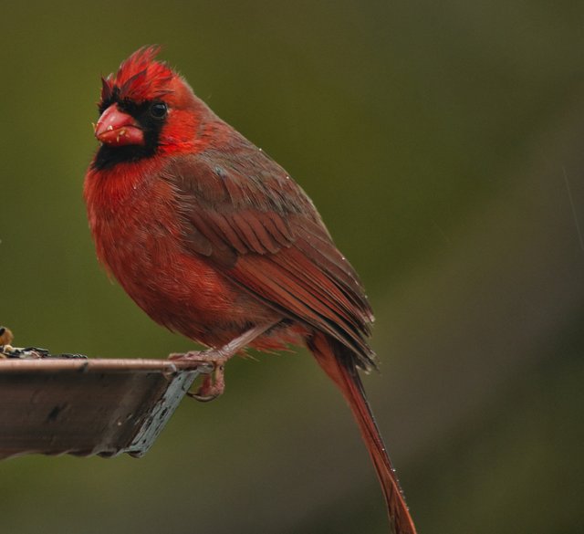 Cardinal3b.jpg