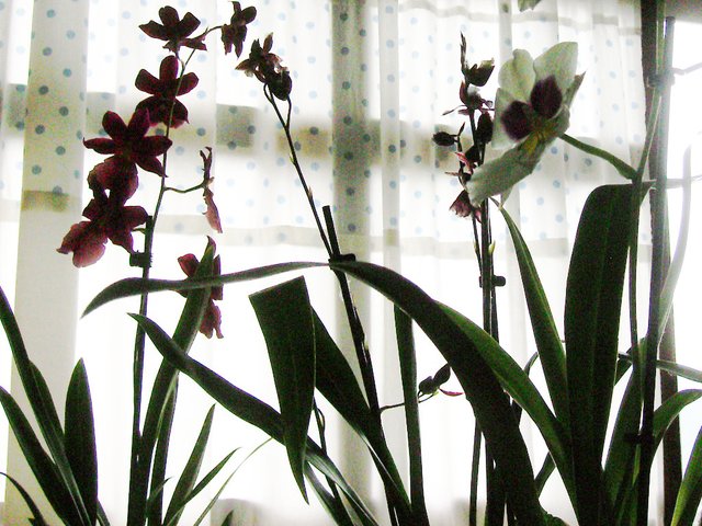 orchidsnon-psychadelic2.jpg