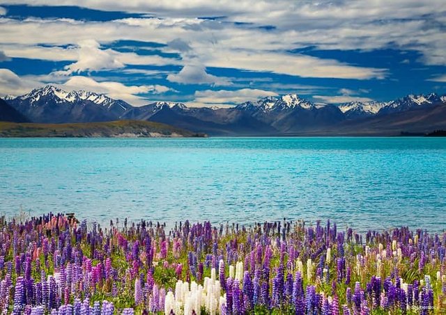 Blooming-Lupins-on-the-Coast-of-Lake-Tekapo-in-New-Zealand.jpg