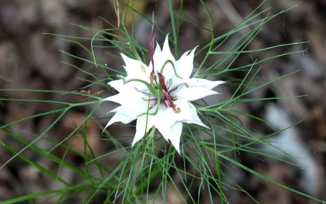 1049-Nigella.jpg