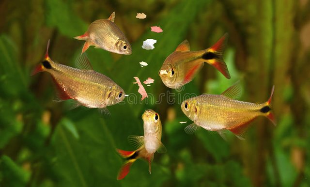 feeding-swarm-buenos-aires-tetra-aquarium-fish-eating-flake-foodfeeding-swarm-buenos-aires-tetra-aquarium-fish-eating-flake-food-68995618.jpg
