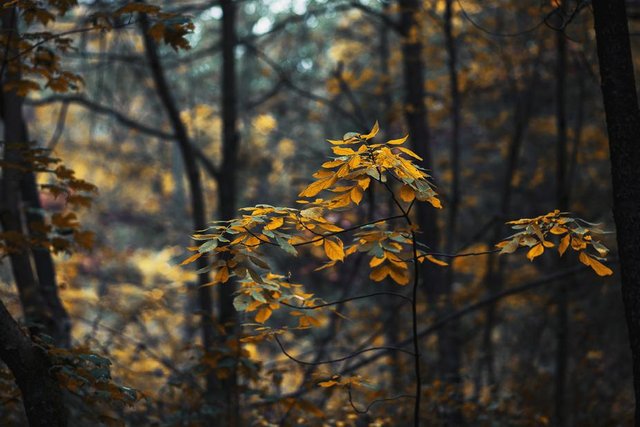 forest-leaves-changing-in-fall_925x.jpg