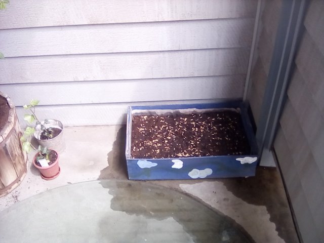 Yuans cat grass planted.jpg