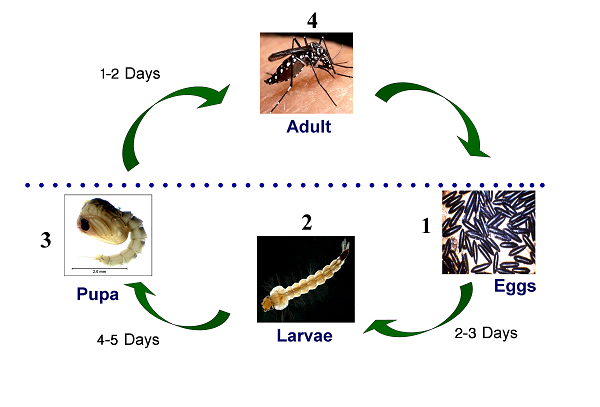 life-cycle3.png