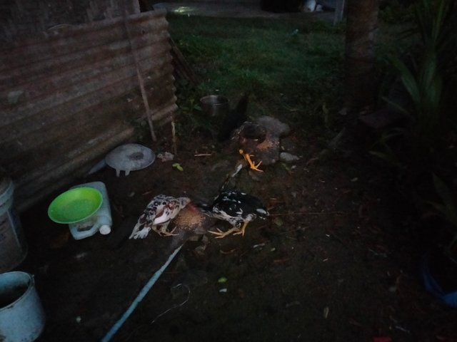 IMG20250730061007.jpg