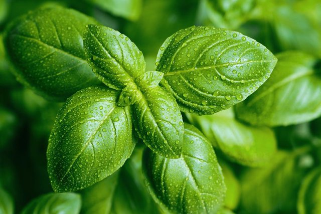 basil-with-wet-leaves.jpg