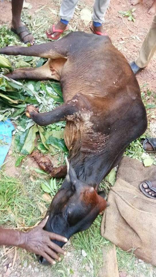 H - Condition of Radha - a cow who's front limbs were chopped .jpg